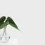 Photo Nature-themed wallpaper