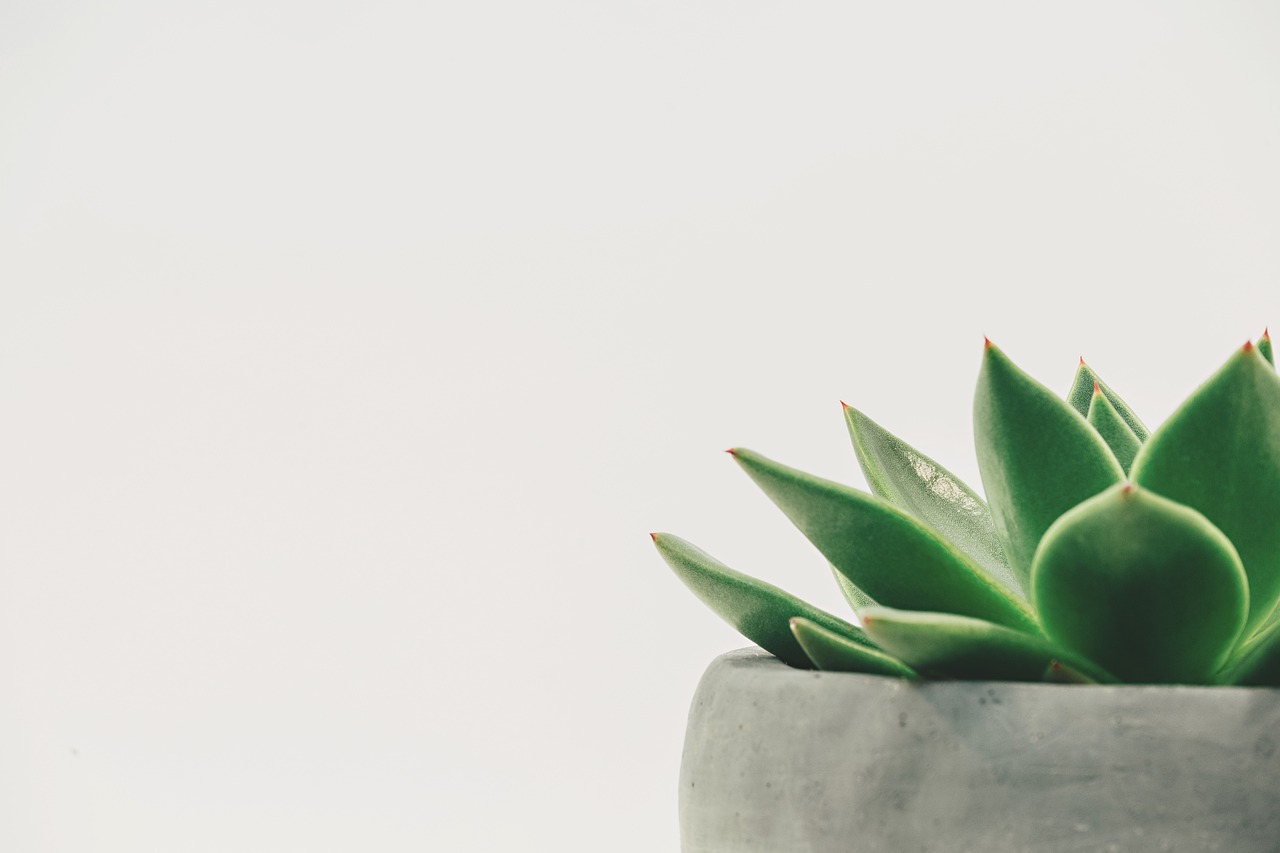 Planten versieren een moderne stadsappartement Planten versieren een moderne stadsappartement