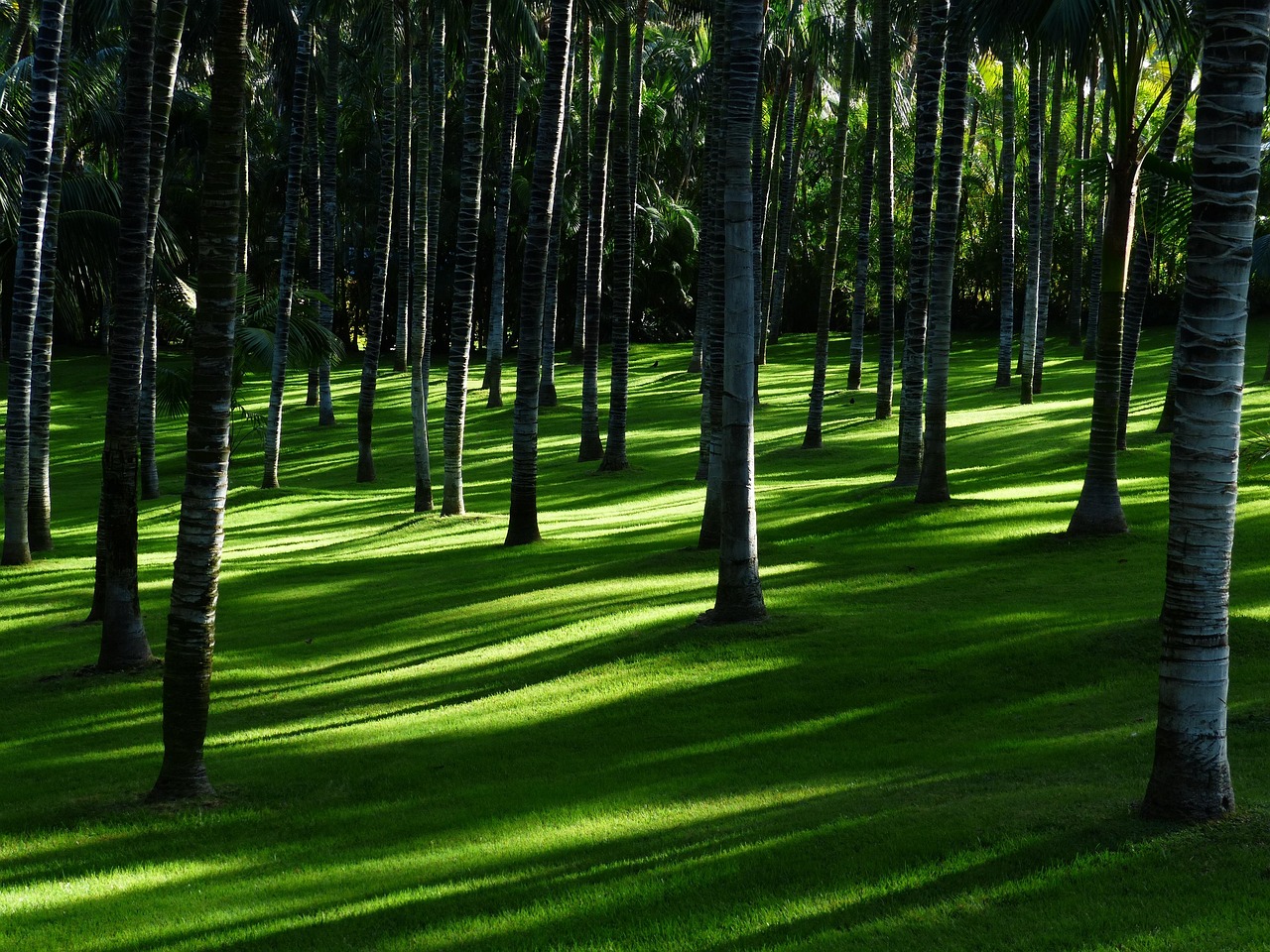 Schitterende koivijver omringd door groene Japanse planten. Schitterende koivijver omringd door groene Japanse planten.