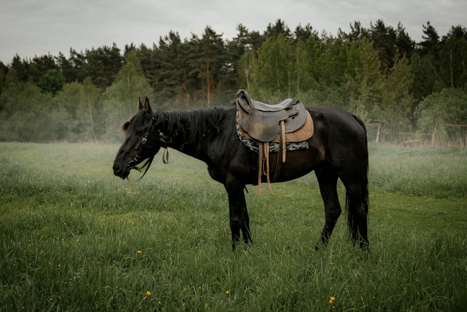 Minimalistisch paarden behang in Scandinavische stijl. Minimalistisch paarden behang in Scandinavische stijl.