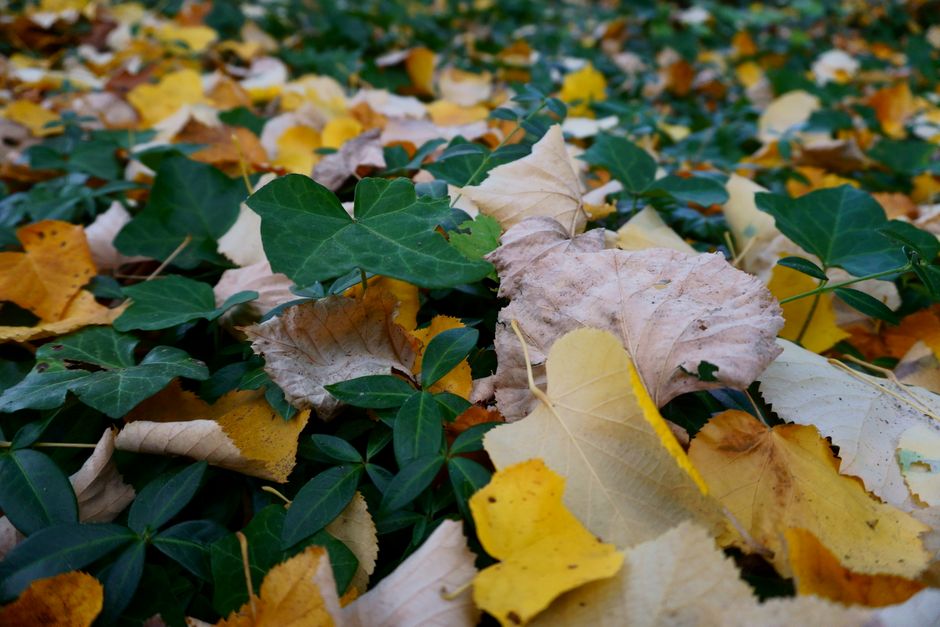 Oogst van groenten uit herfsttuin. Oogst van groenten uit herfsttuin.