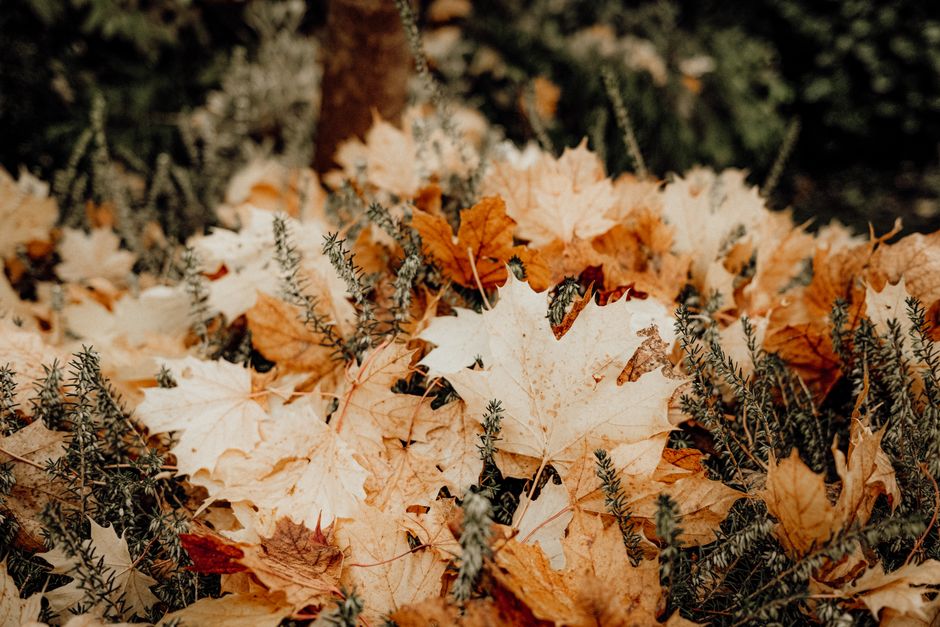 Tuin bedekt met felgekleurd herfstblad. Tuin bedekt met felgekleurd herfstblad.