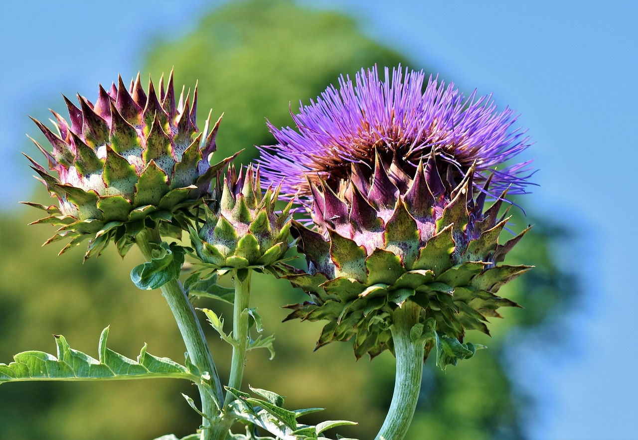 Tuin vol kleurrijke, eetbare bloemen in bloei. Tuin vol kleurrijke, eetbare bloemen in bloei.