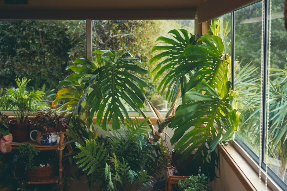 Gezellig leeshoekje omringd door weelderige groene planten. Gezellig leeshoekje omringd door weelderige groene planten.