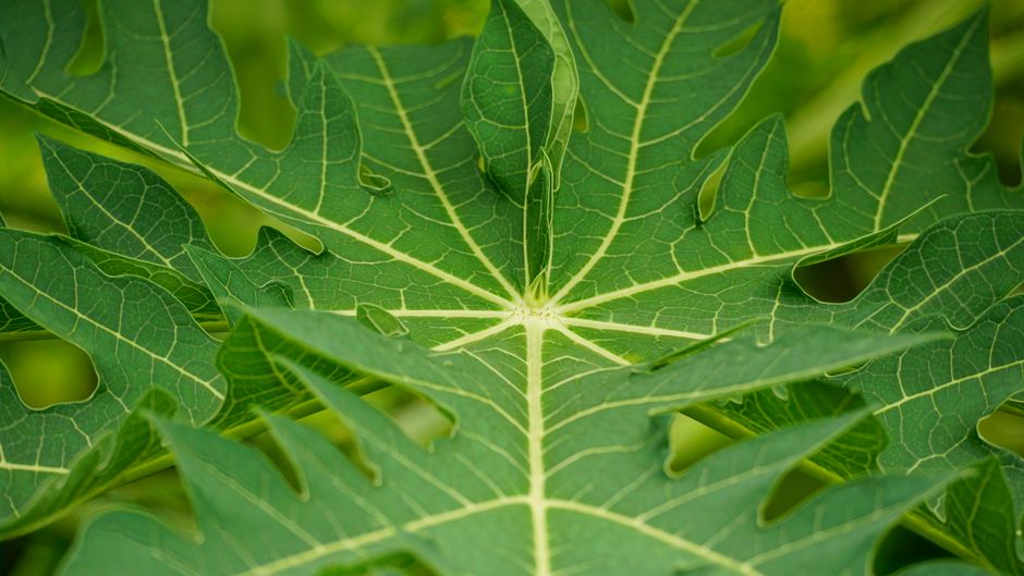 Tuinontwerp geïnspireerd door biomimetica en natuur. Tuinontwerp geïnspireerd door biomimetica en natuur.